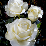 SILVER ANNIVERSARY (hybrid tea)